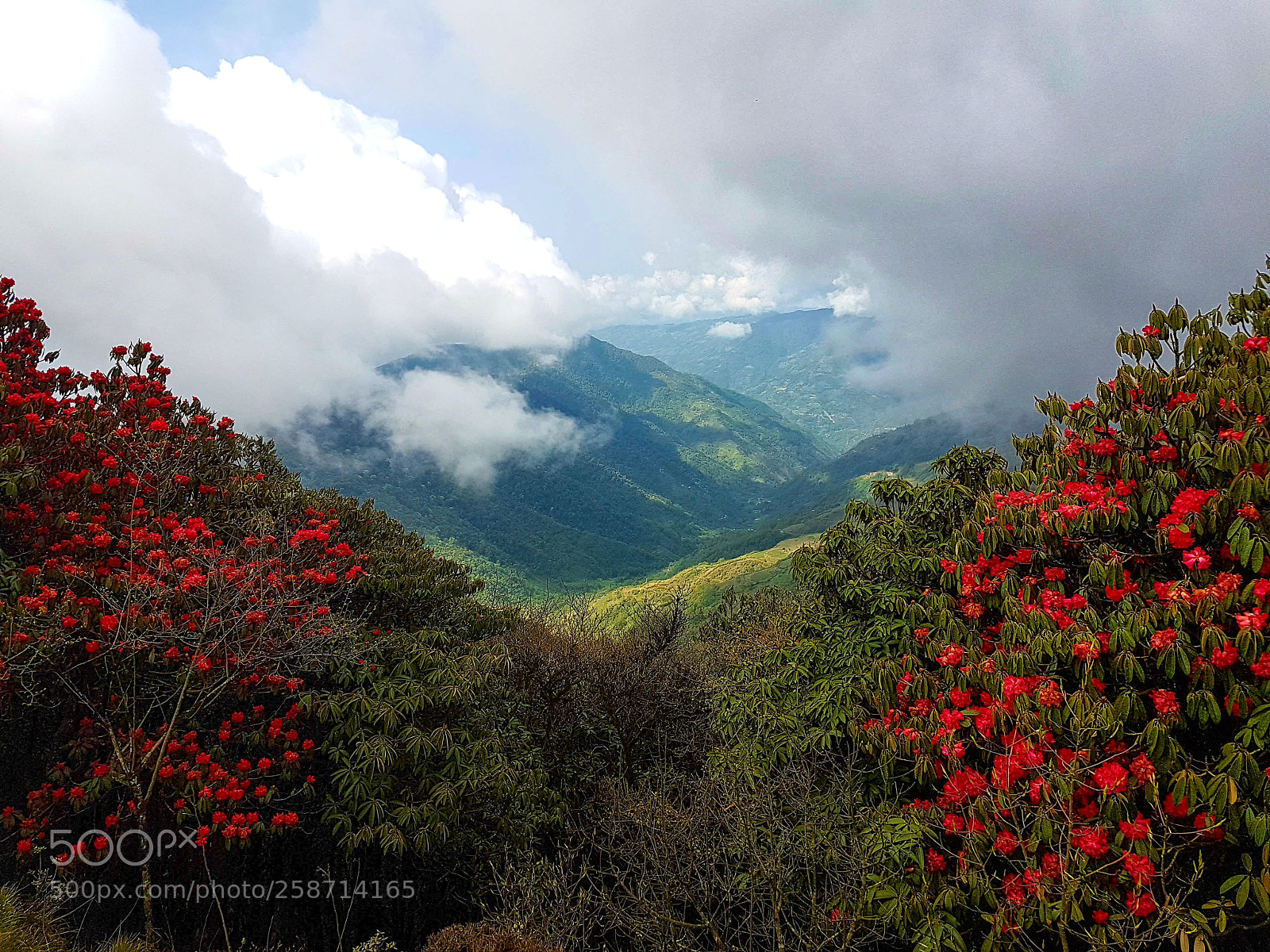 Samsung Galaxy S7 Edge sample photo. Hills of rhododendron photography