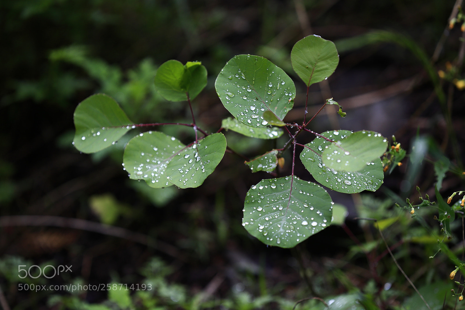 Canon EOS 6D sample photo. Leaves_after_rain_1 photography