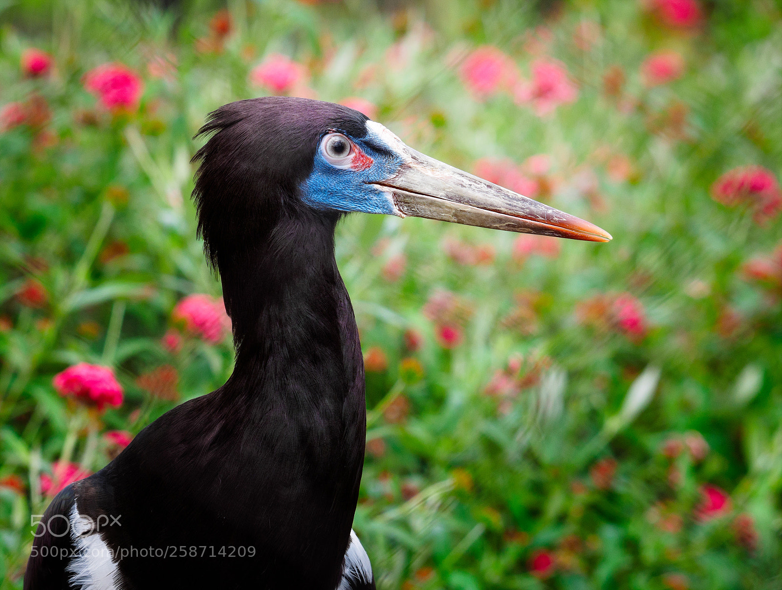 Olympus OM-D E-M1 sample photo. Abdim's stork (ciconia abdimii) photography
