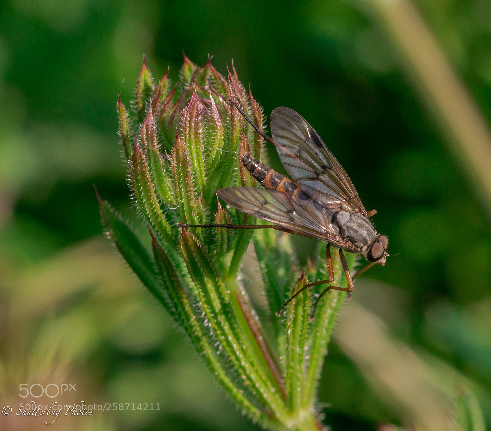 Canon EOS 80D sample photo. Fly & flower photography