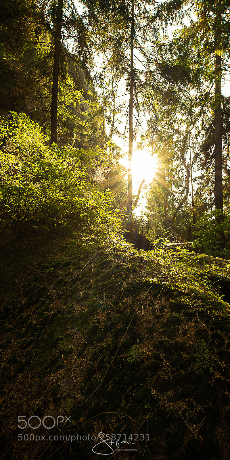 Nikon D850 sample photo. Mystic forest photography