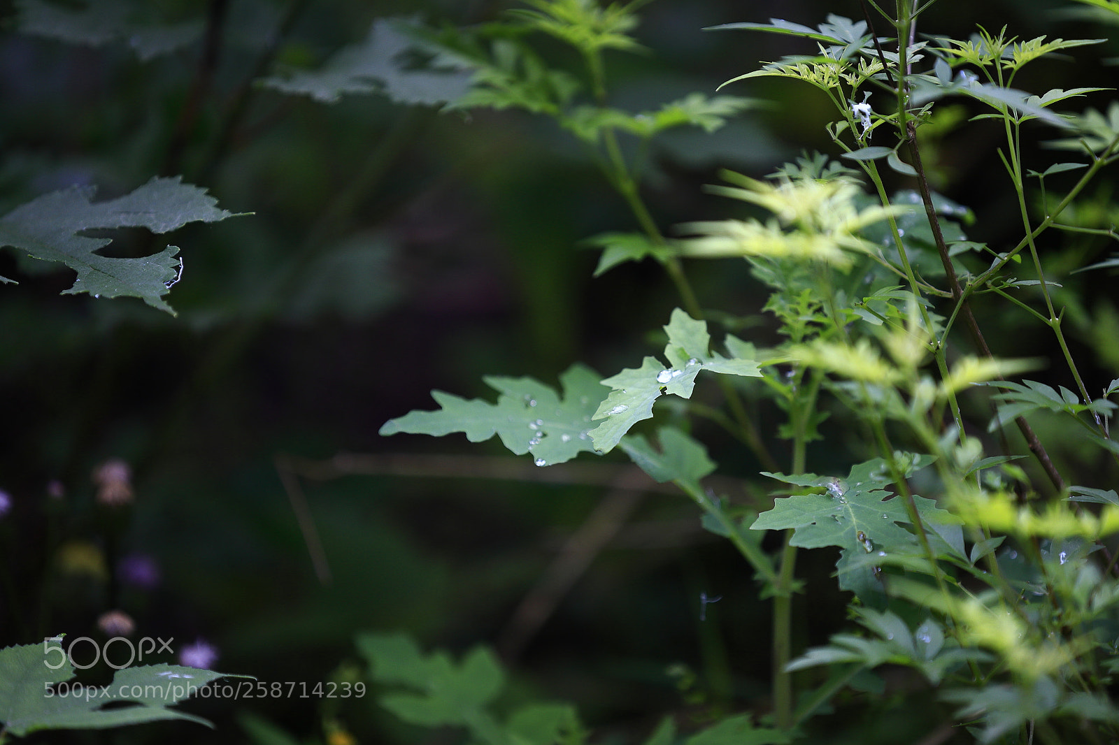 Canon EOS 6D sample photo. Leaves_after_rain_2 photography