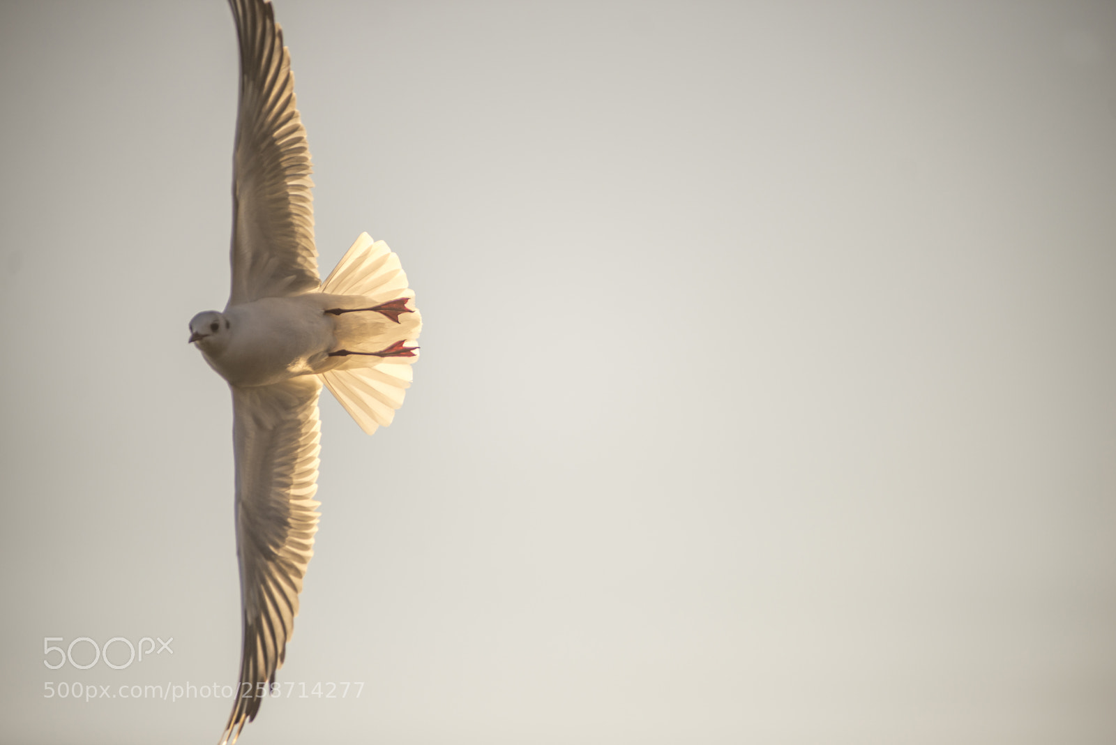 Nikon D600 sample photo. Tail fan out photography