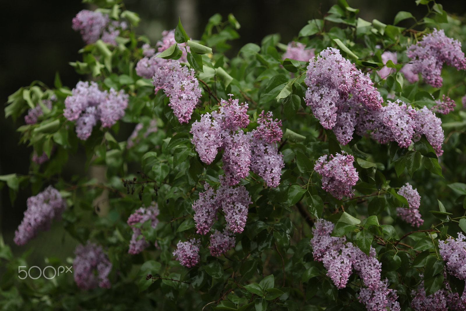 Canon EF 135mm F2L USM sample photo. Lilac photography