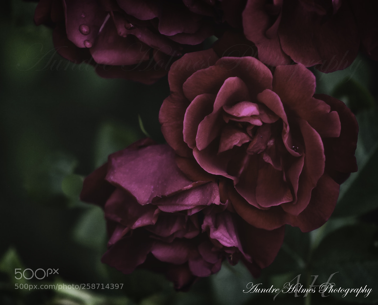 Canon EOS 7D sample photo. Red and lovely photography