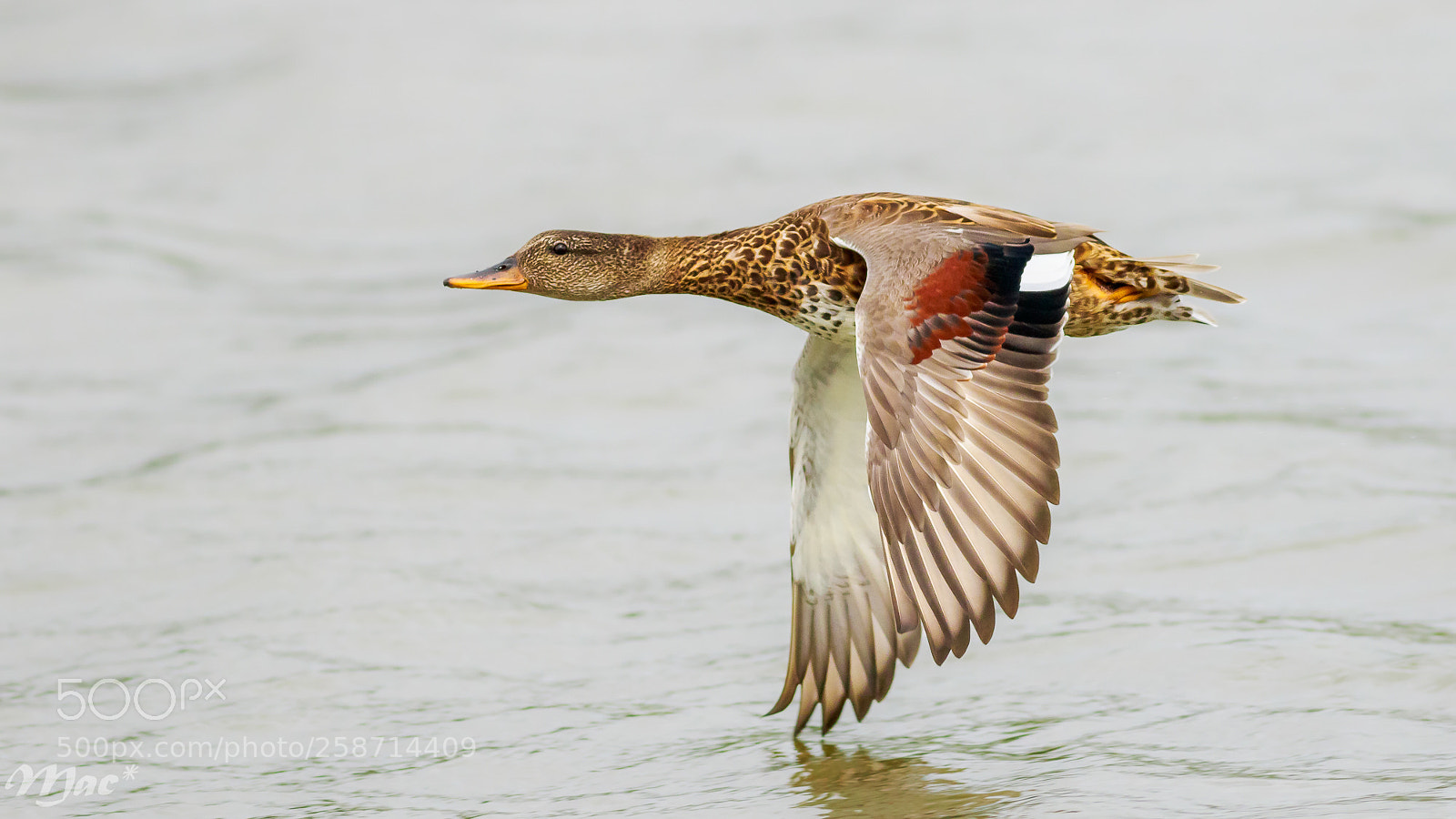 Canon EOS 7D Mark II sample photo. Touching water photography