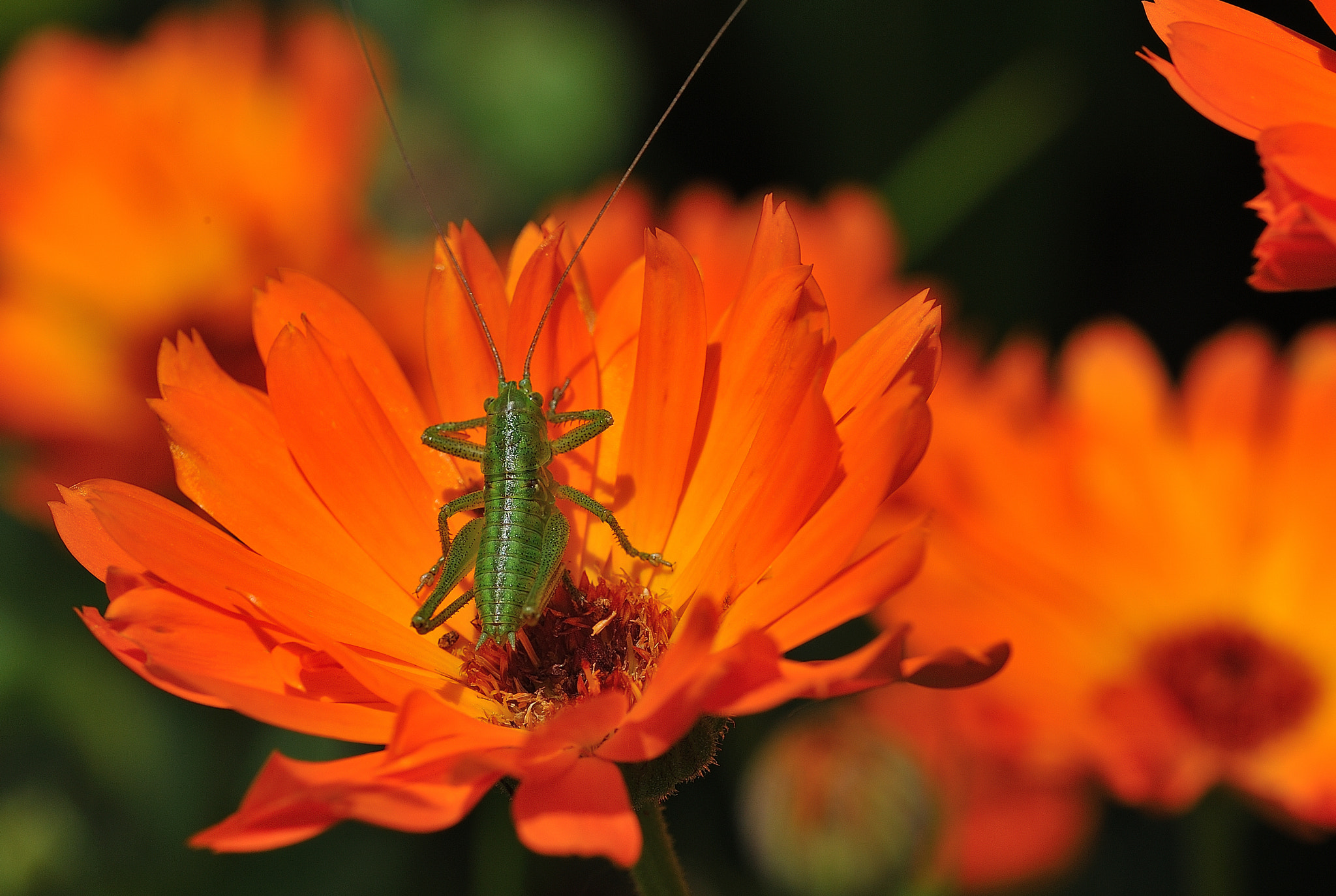 Nikon D700 + Sigma 105mm F2.8 EX DG OS HSM sample photo. Marigold photography