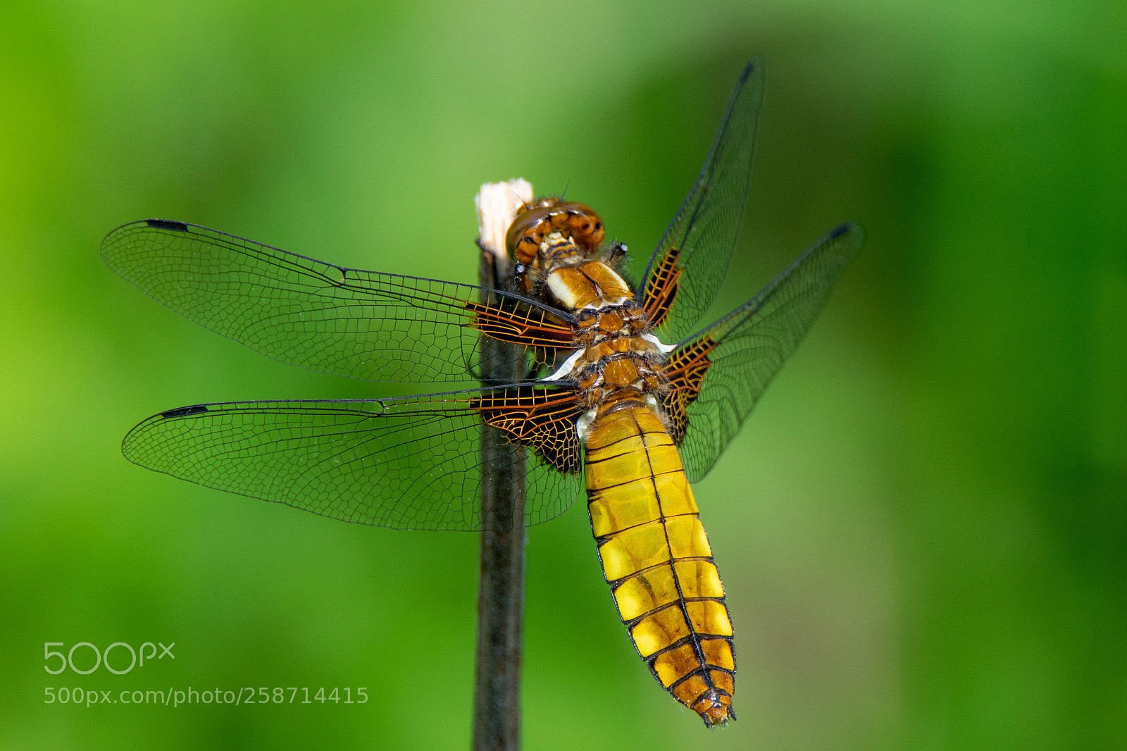 Nikon D3300 sample photo. Broad-bodied chaser enjoying the photography