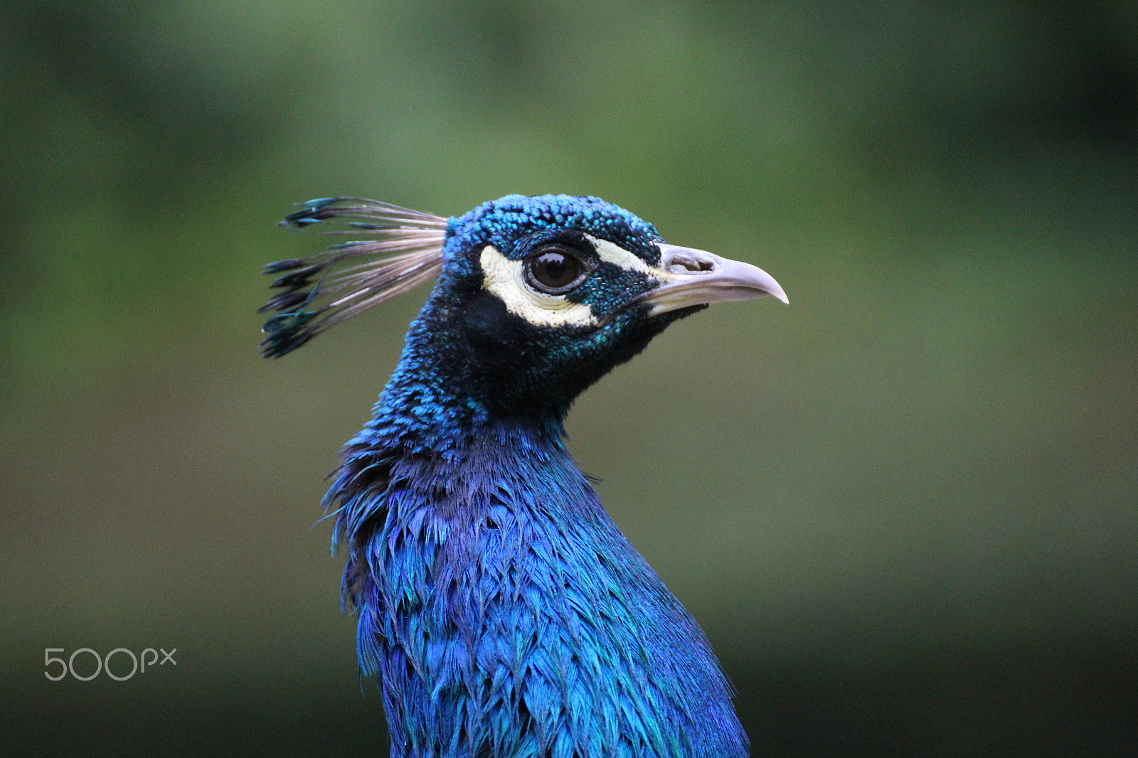 Canon EOS 1300D (EOS Rebel T6 / EOS Kiss X80) sample photo. Peacock in denmark photography