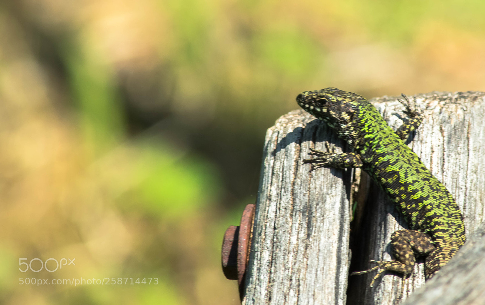 Nikon D3300 sample photo. Another mini world photography