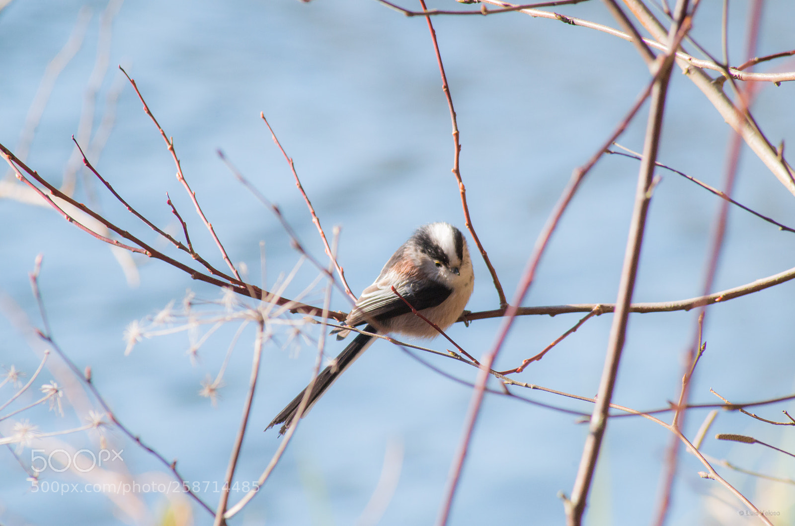 Pentax K-30 sample photo. Long tailed tit photography