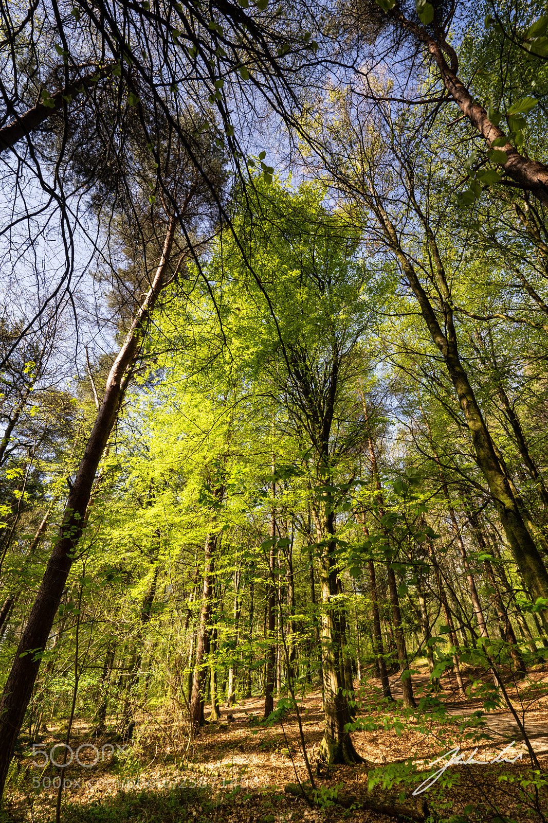 Sony a7 sample photo. Portglenone forest. northern nireland. photography