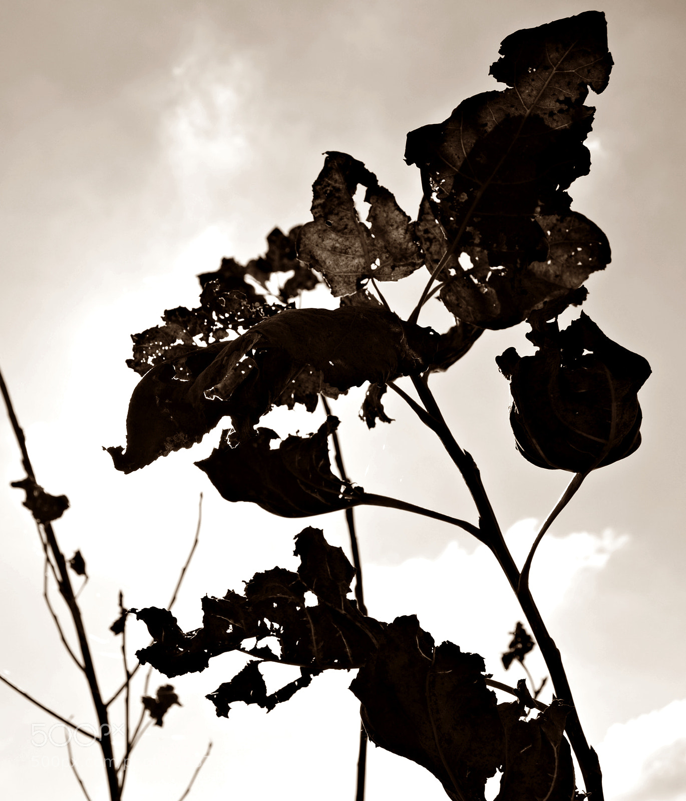Nikon D3100 sample photo. Leave / leaf photography