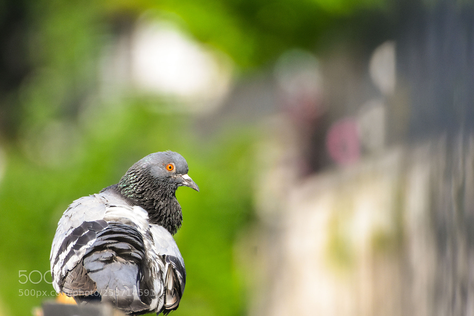 Nikon D7200 sample photo. Bİrdss photography