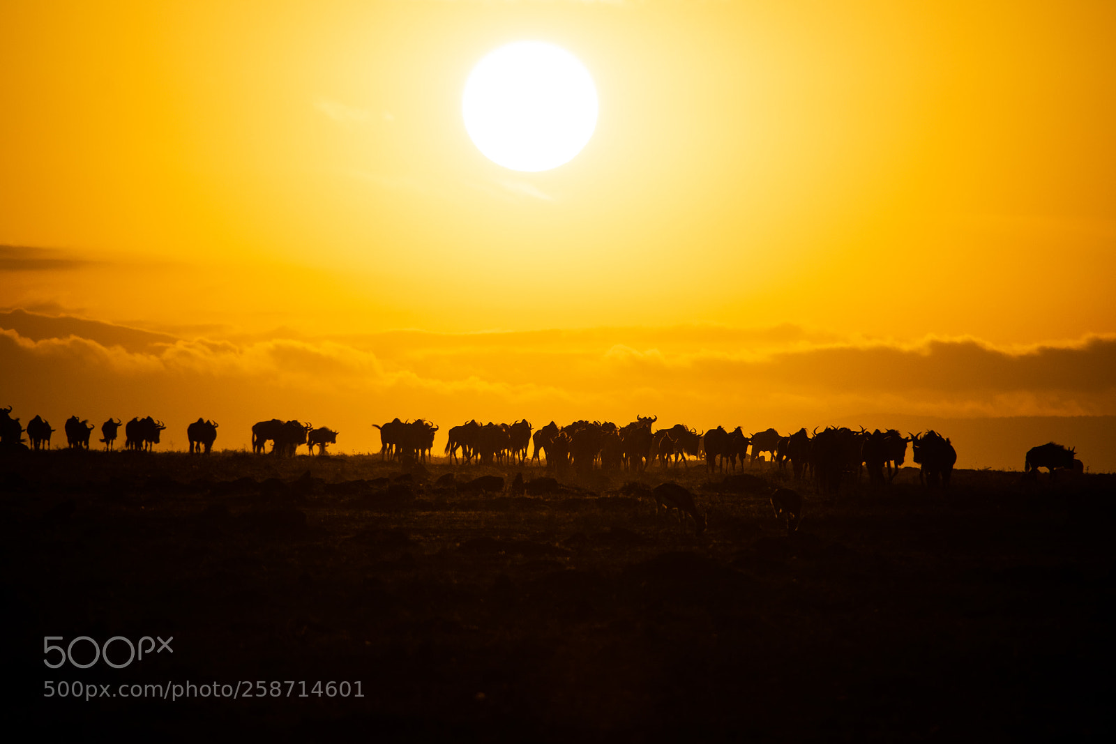 Nikon D5300 sample photo. Wildebeest sunrise photography