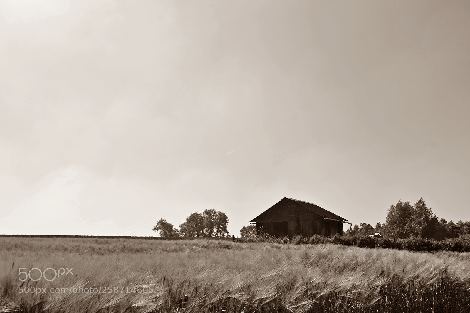 Nikon D3100 sample photo. Rye or die photography