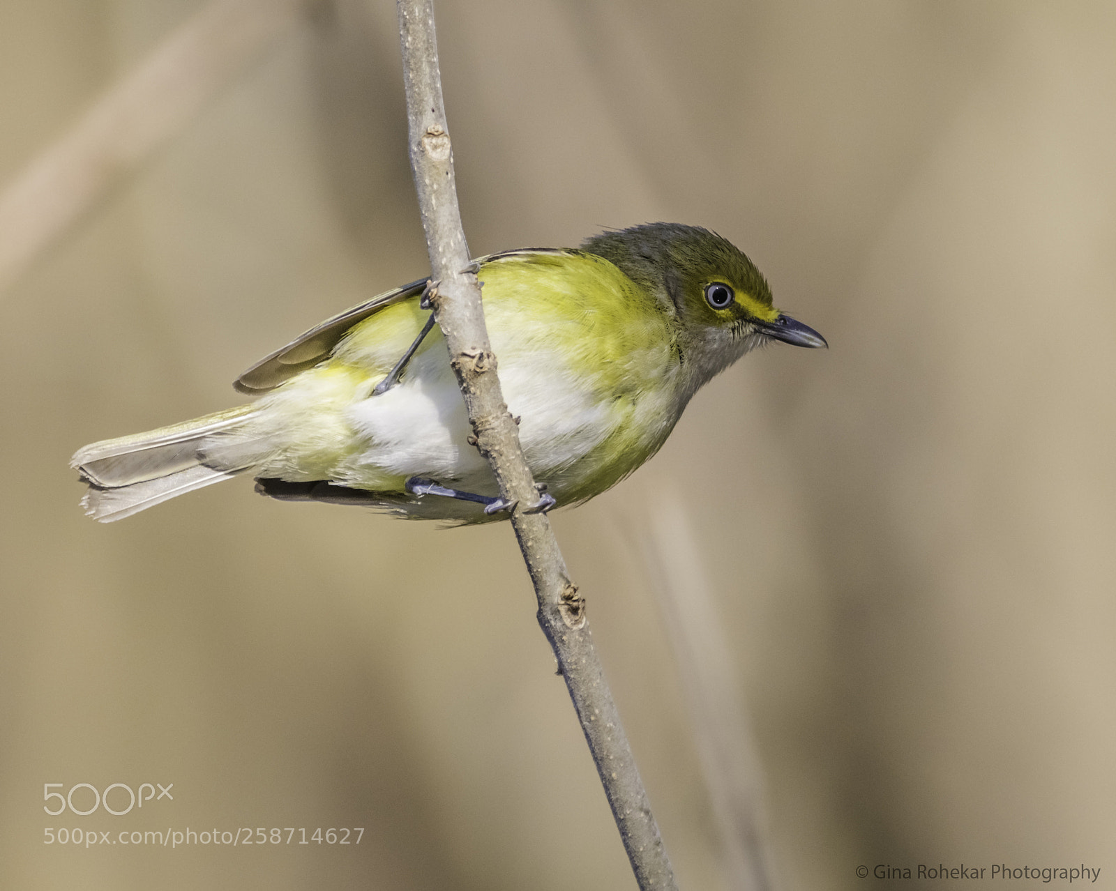 Nikon D850 sample photo. White-eyed vireo photography
