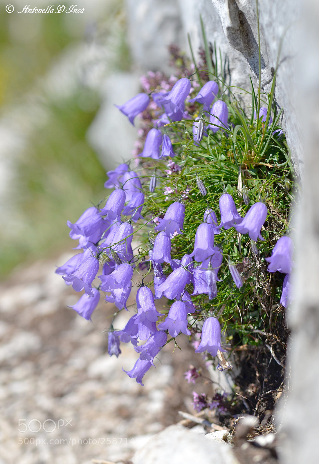 Nikon D3100 sample photo. Campanula cochlearifolia - campanula photography