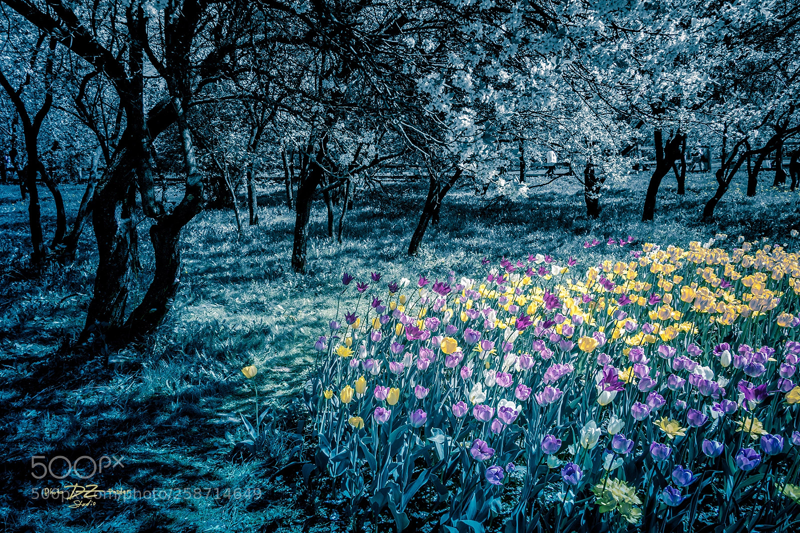 Canon EOS 50D sample photo. Tulips in the park photography