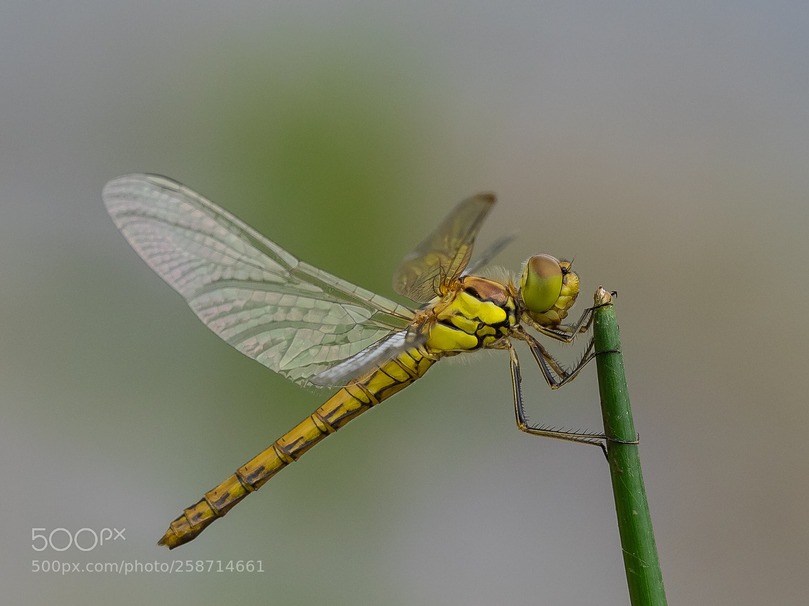 Olympus OM-D E-M1 sample photo. Heath dragonfly / heidelibelle photography