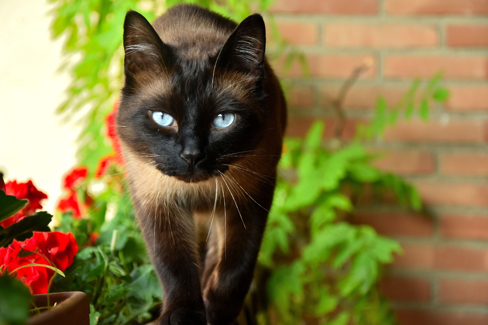 Nikon D5500 sample photo. Blue-eyed zeb photography