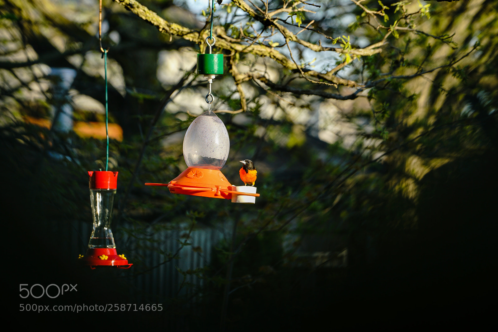 Sony a7R II sample photo. Untitled photography