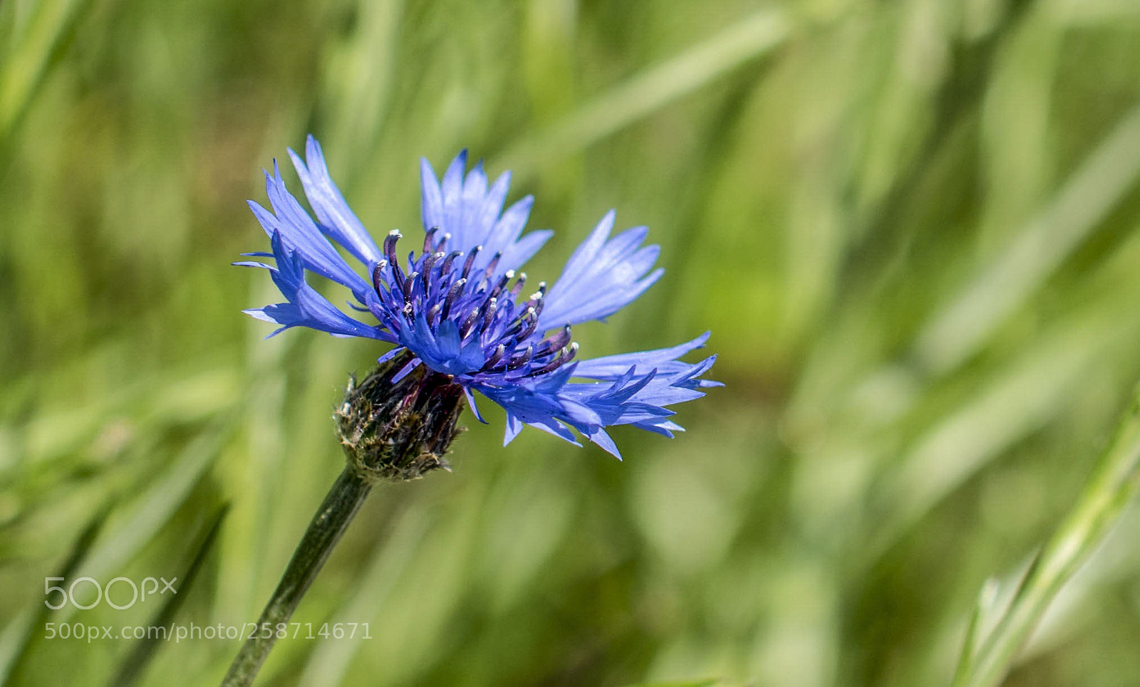 Nikon D810 sample photo. Centaurée. photography