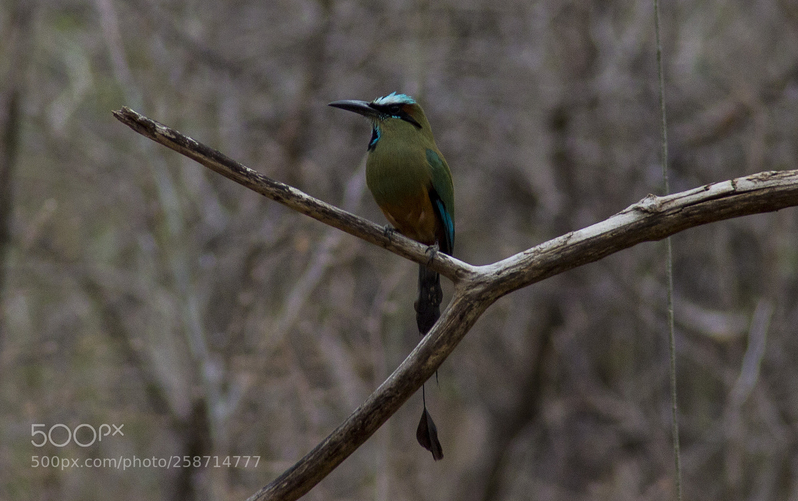 Canon EOS 1100D (EOS Rebel T3 / EOS Kiss X50) sample photo. Motmot photography