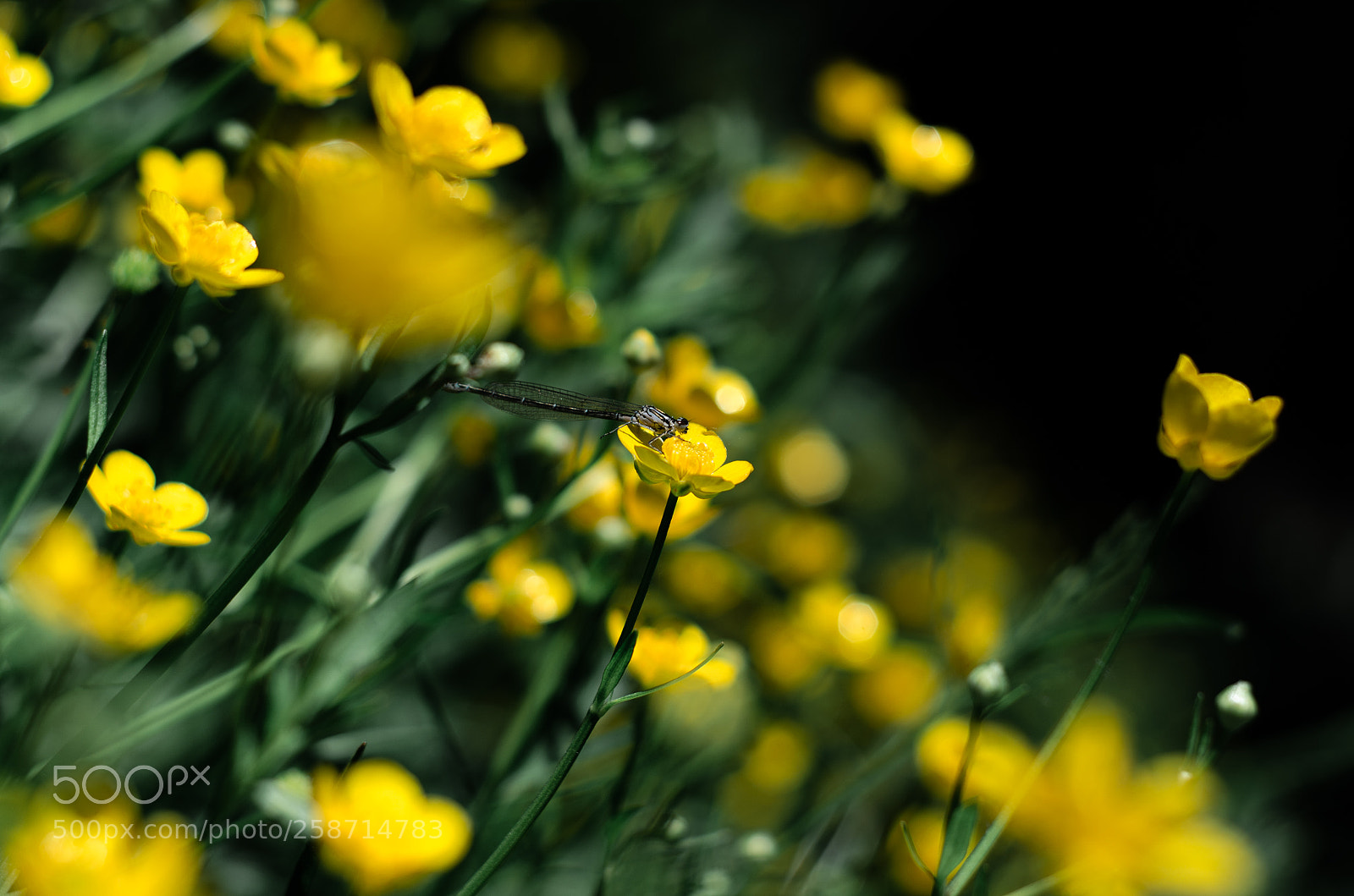 Nikon D5100 sample photo. Untitled photography