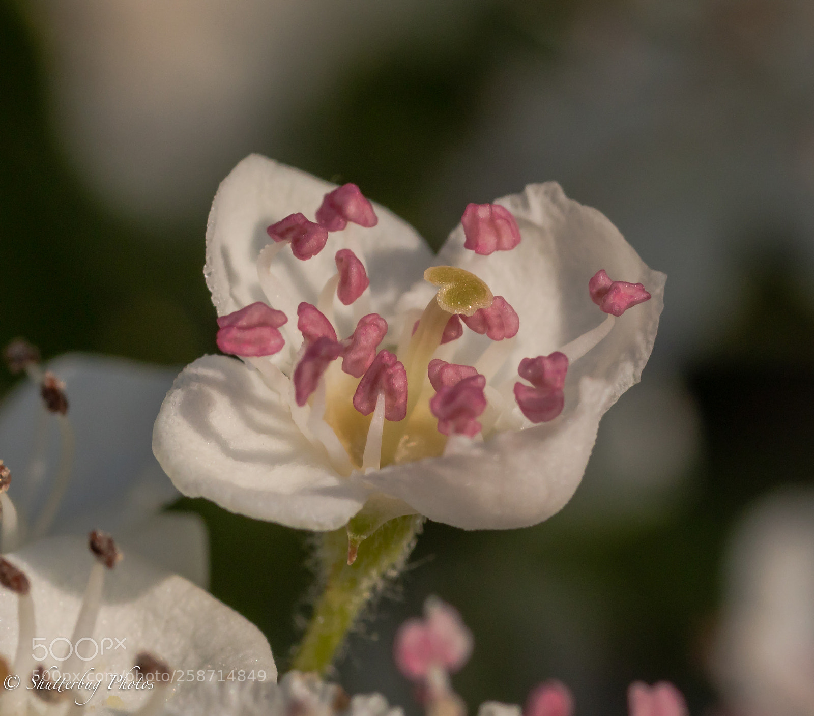Canon EOS 80D sample photo. New blossom photography