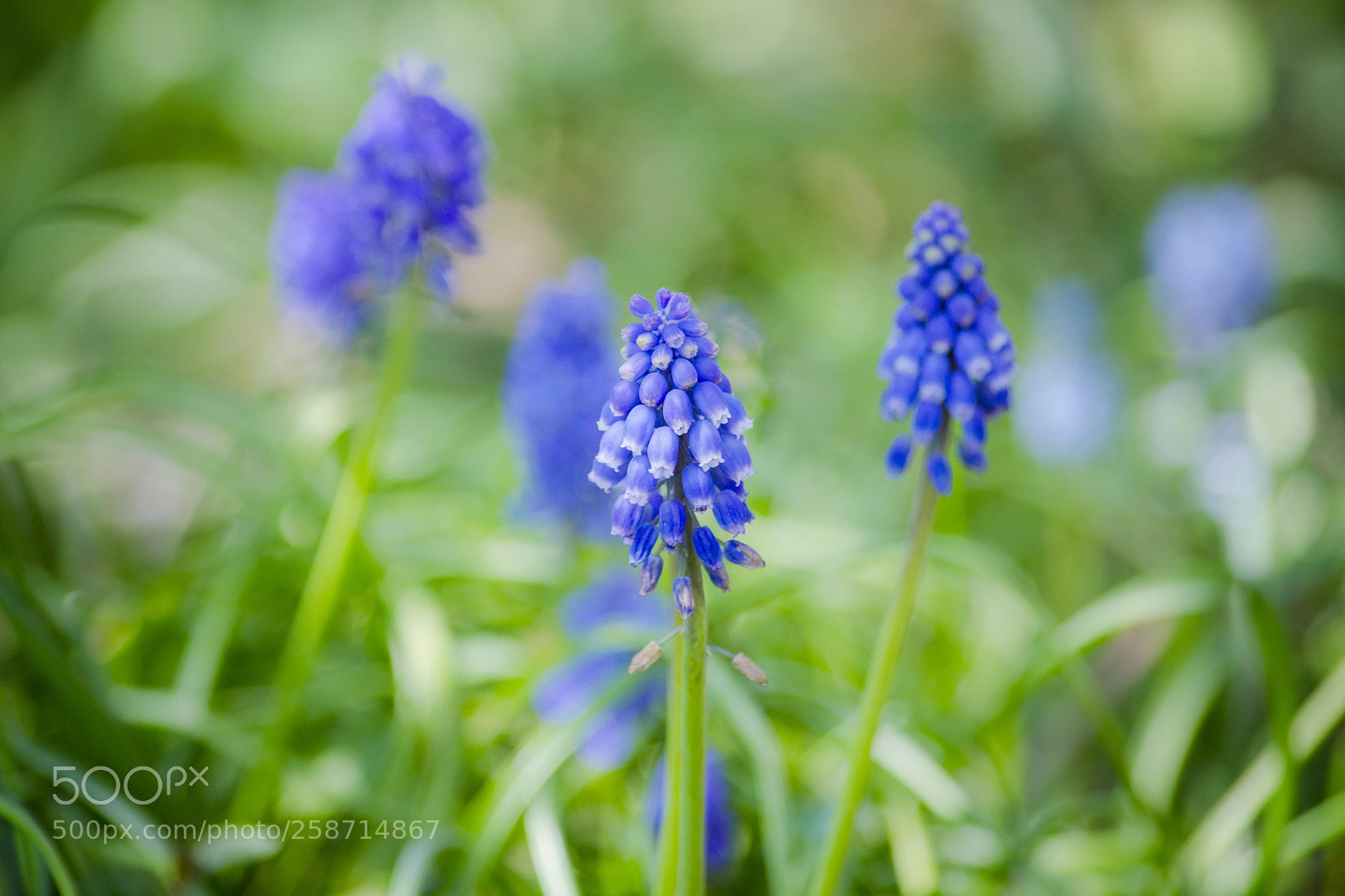 Nikon D5100 sample photo. Short people photography