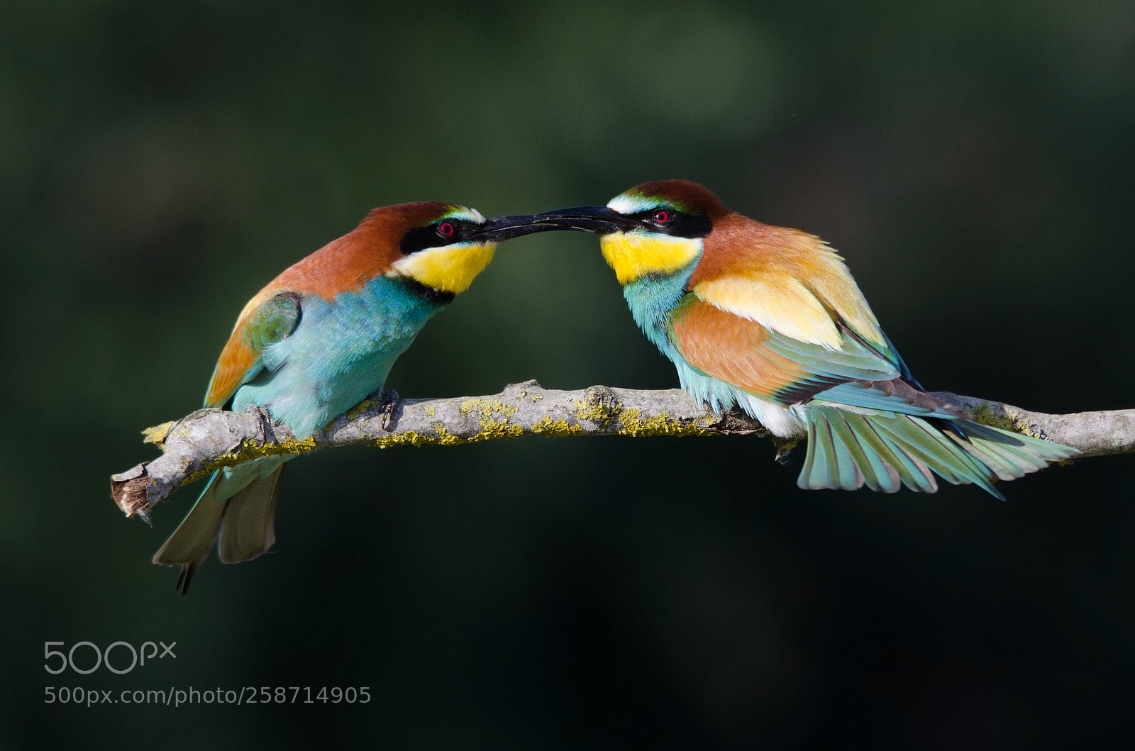 Nikon D7000 sample photo. Mutual pecking photography
