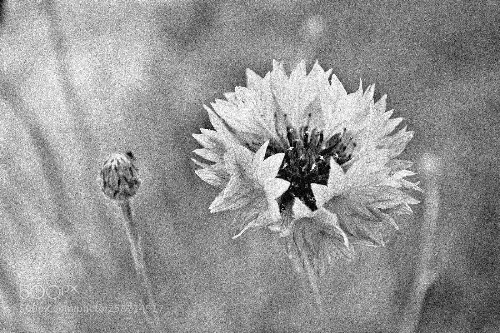 Nikon D3100 sample photo. In bloom photography