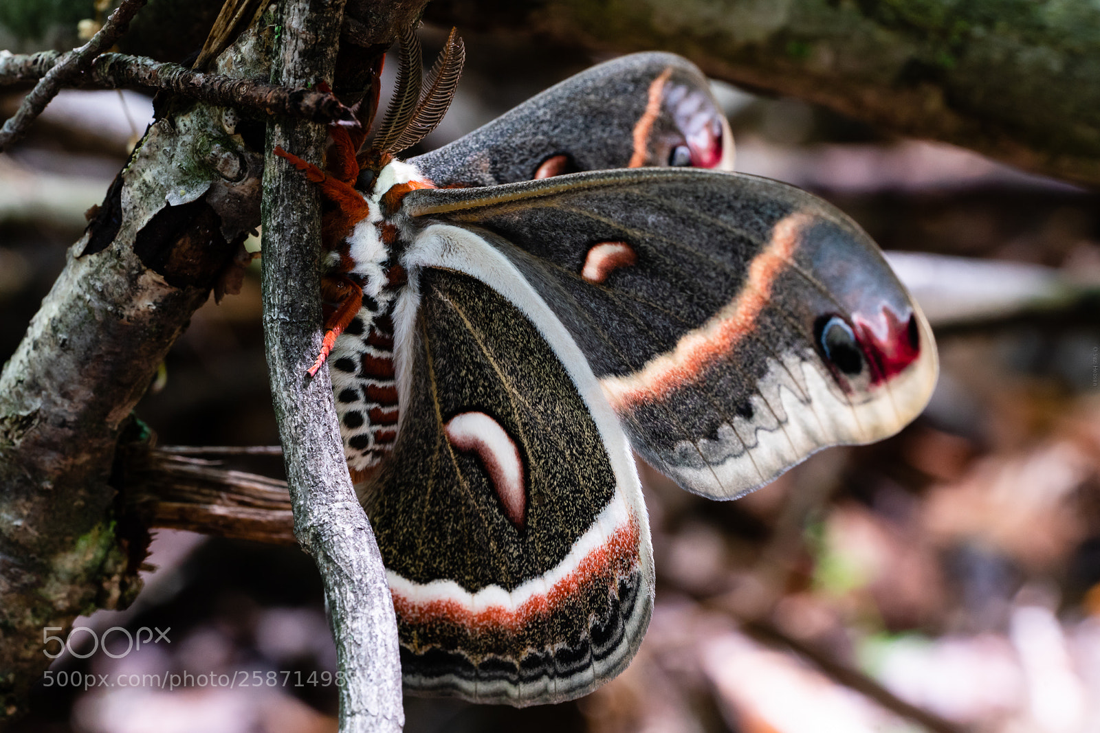 Sony a7R II sample photo. Cecropia silk moth photography