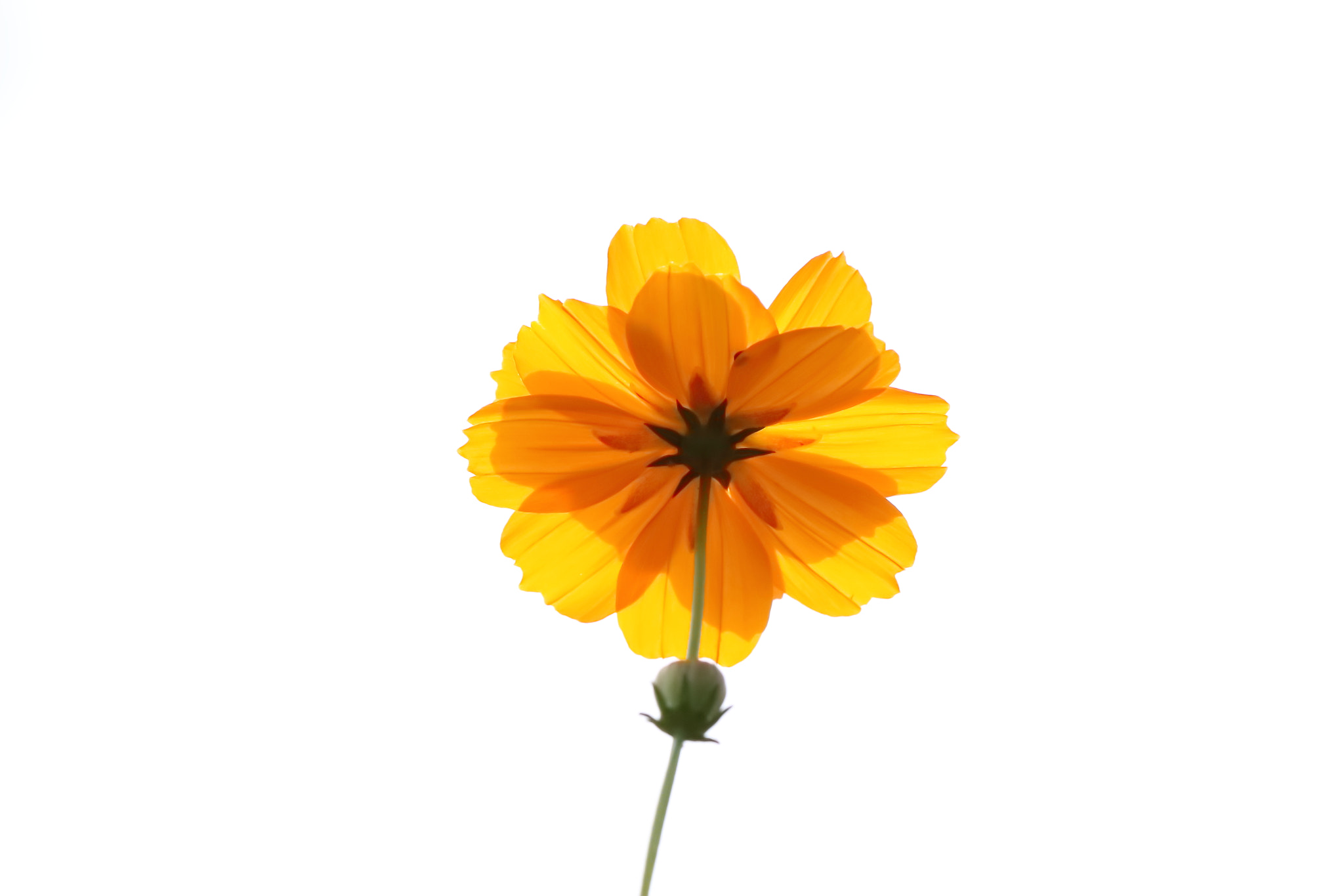 Canon EF 100mm F2.8L Macro IS USM sample photo. 小太陽 photography