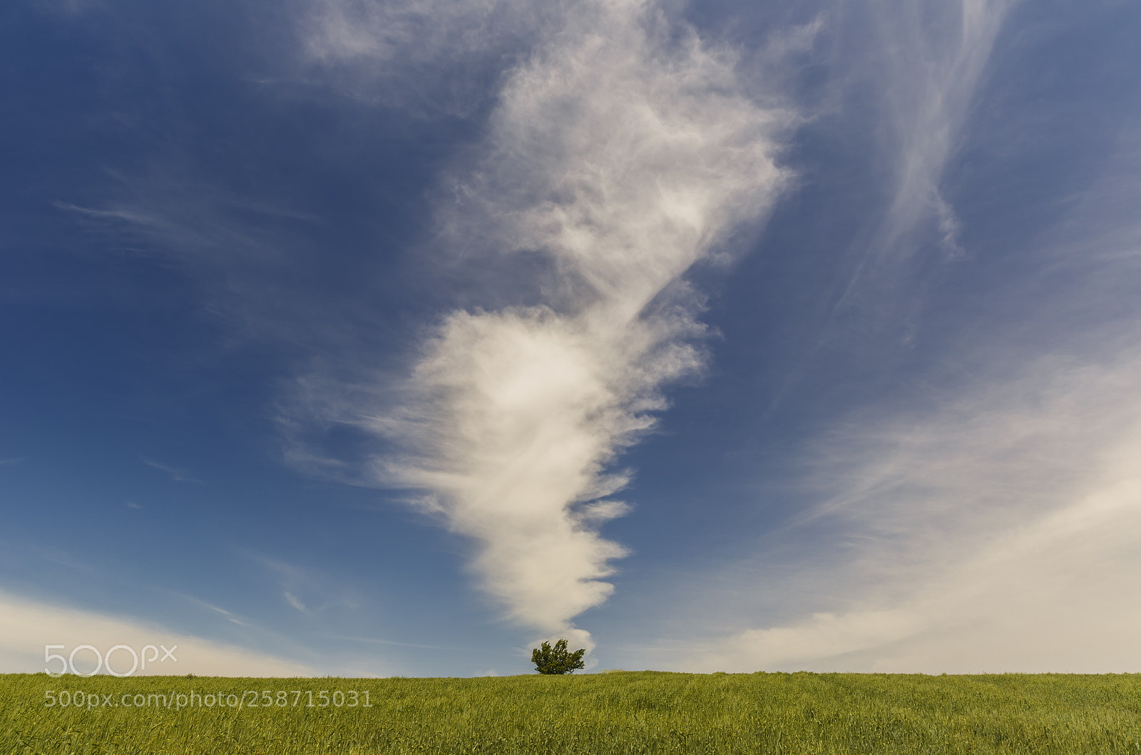 Canon EOS 6D sample photo. Wheat field and lone photography