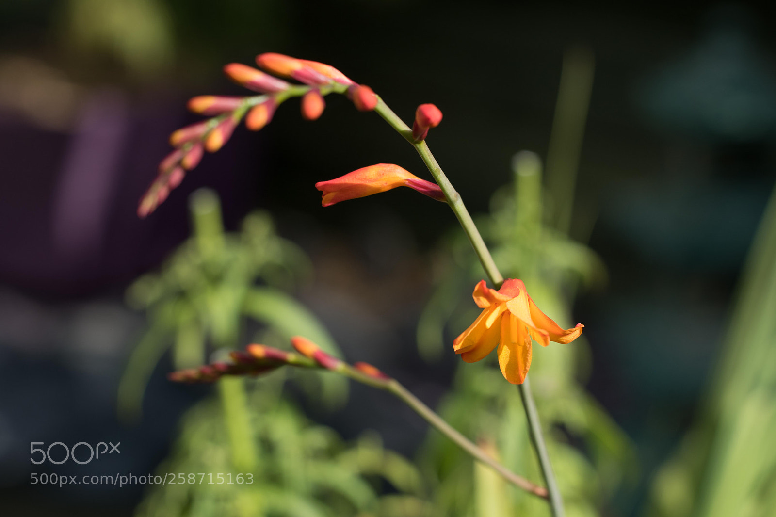 Nikon D5500 sample photo. Debce o photography