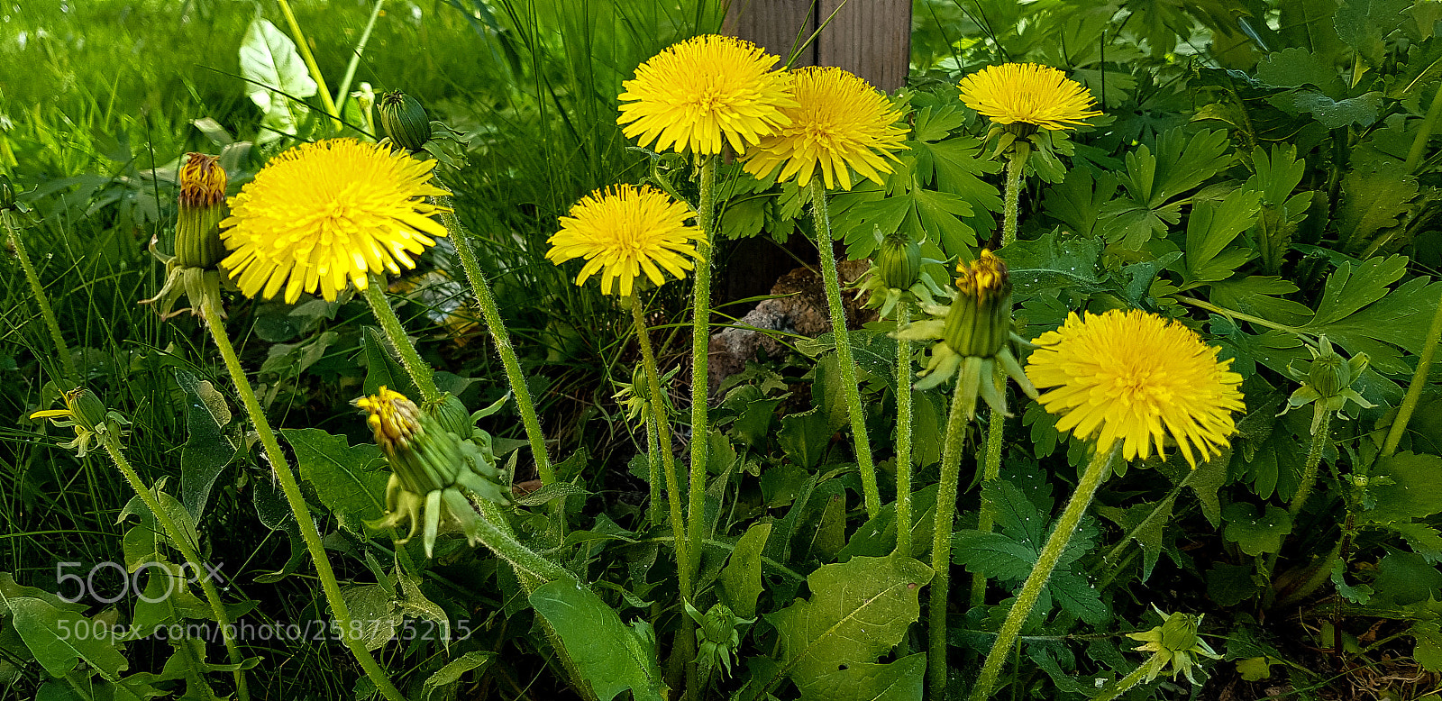 Samsung Galaxy S8 sample photo. My favorite taraxacum vulgare photography