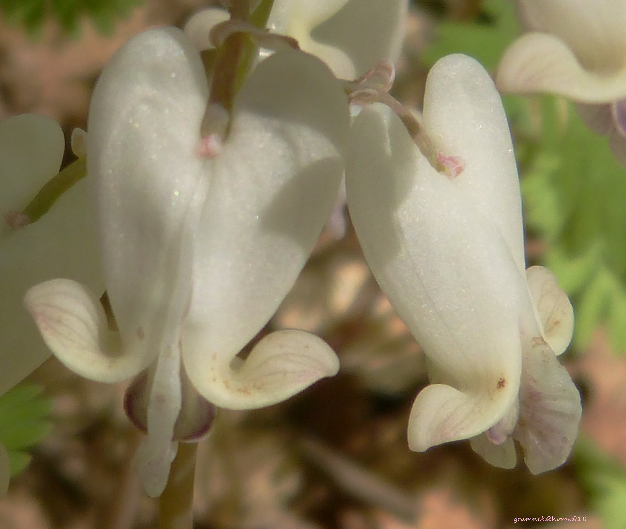 Panasonic Lumix DMC-FZ60 (Lumix DMC-FZ62) sample photo. Foxglove beardtongue photography