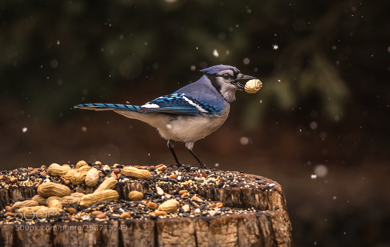 Nikon D500 sample photo. Blue jay with peanut photography