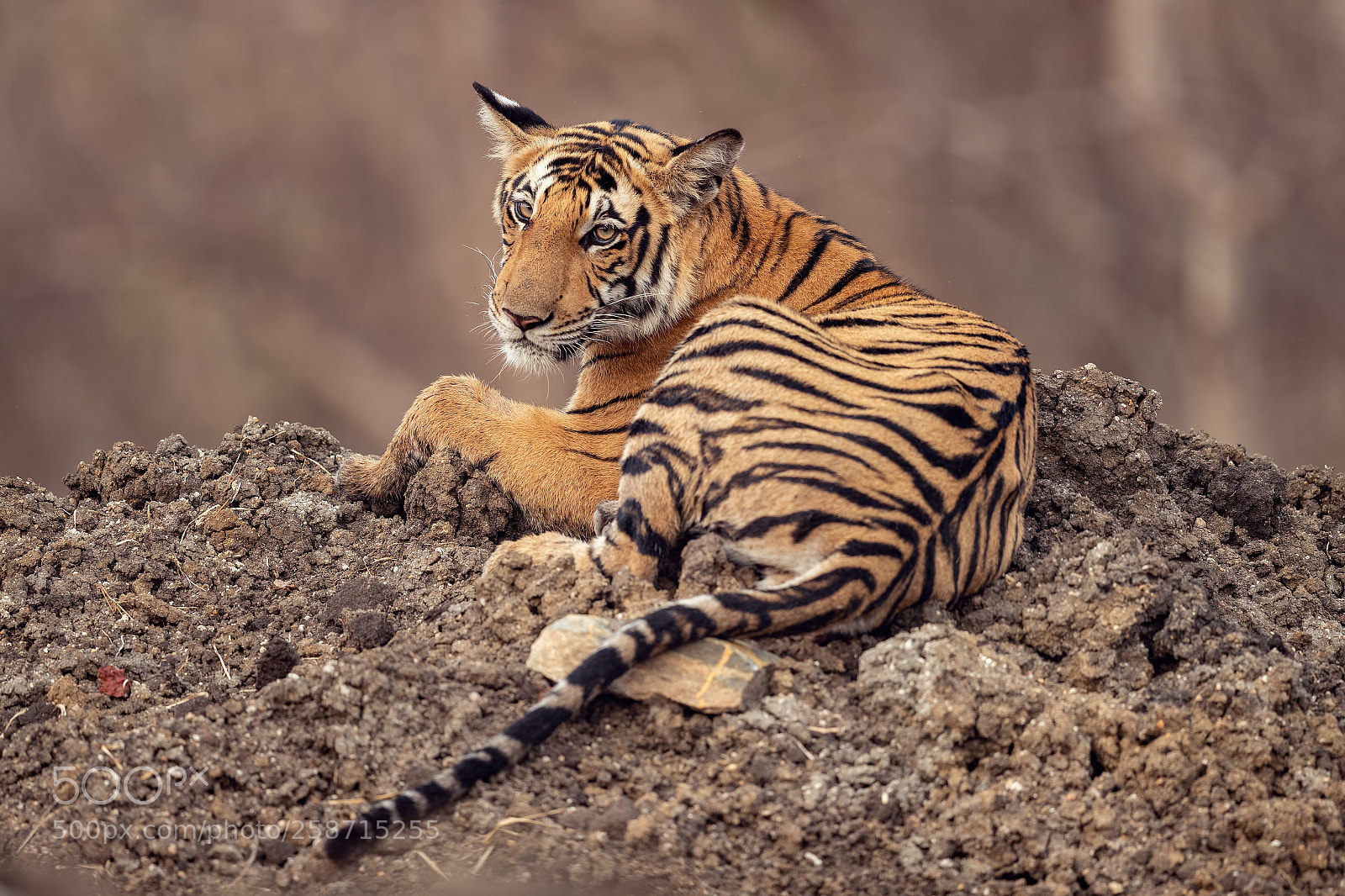 Canon EOS-1D X Mark II sample photo. Kabini, karnataka photography