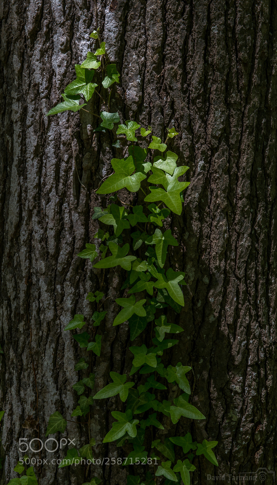Nikon D800 sample photo. Ivy photography