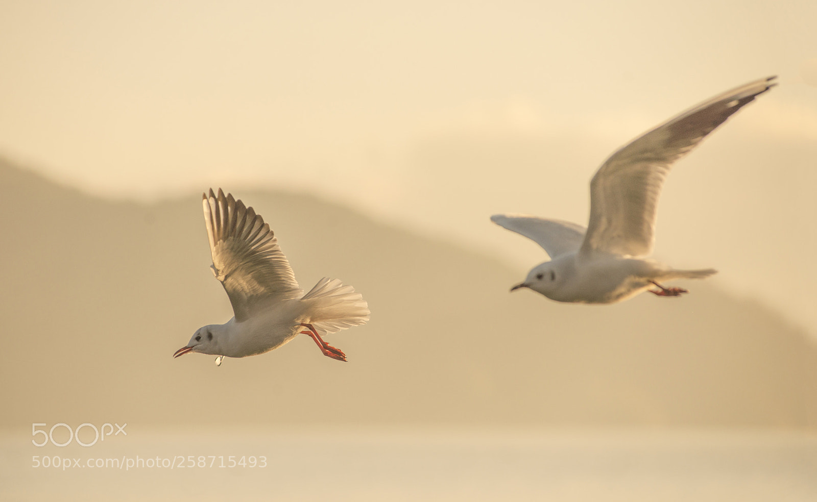 Nikon D600 sample photo. Two birds in the photography