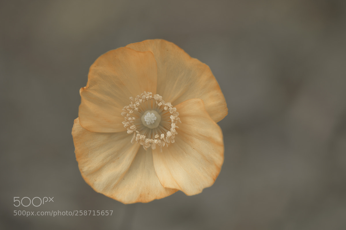 Nikon D800 sample photo. Orange photography