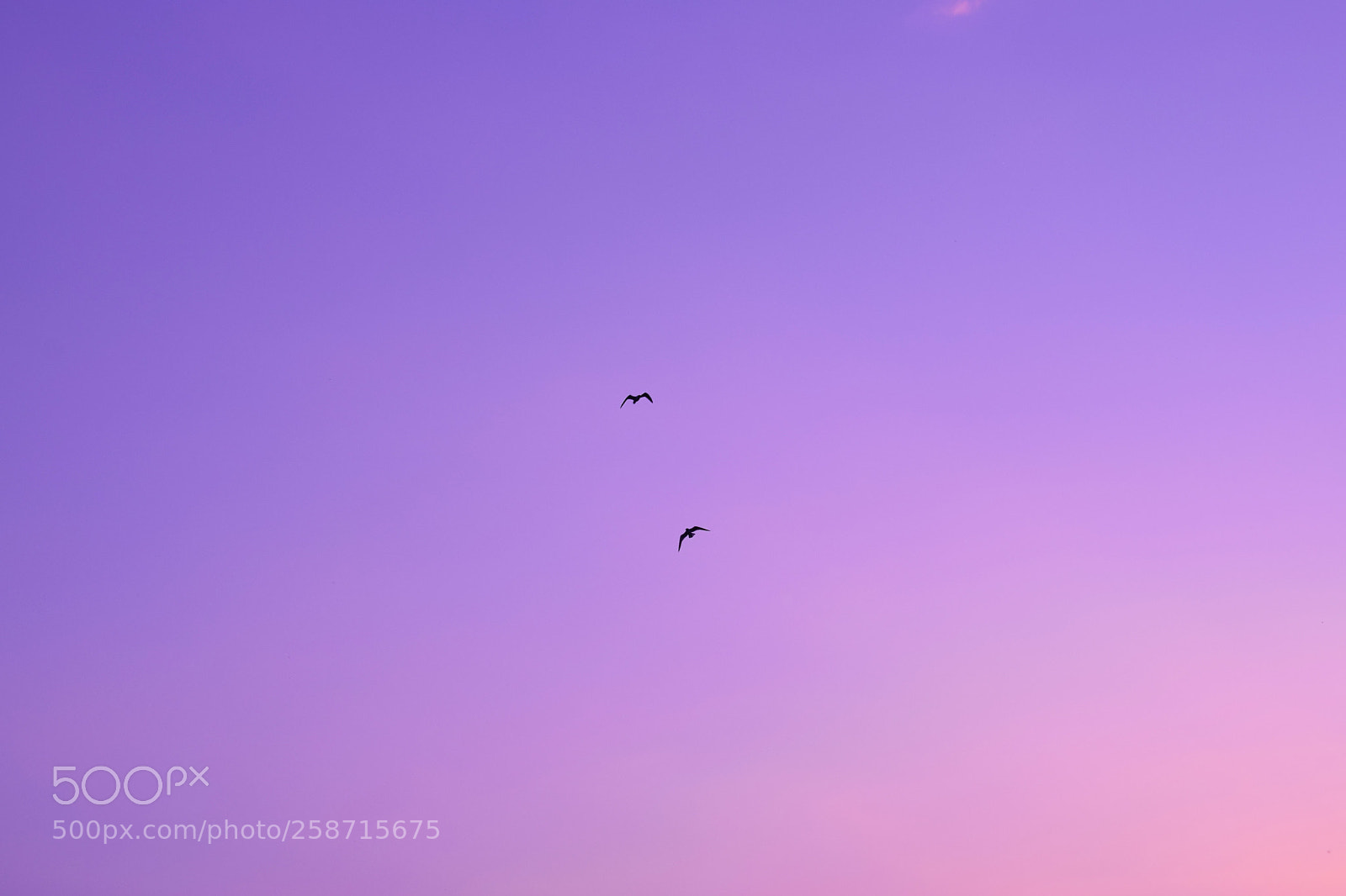 Nikon D3300 sample photo. Flying high photography