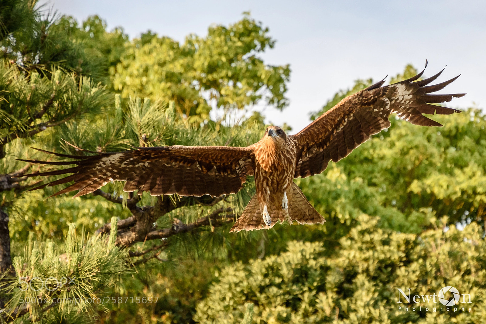 Nikon D7200 sample photo. Bird photography