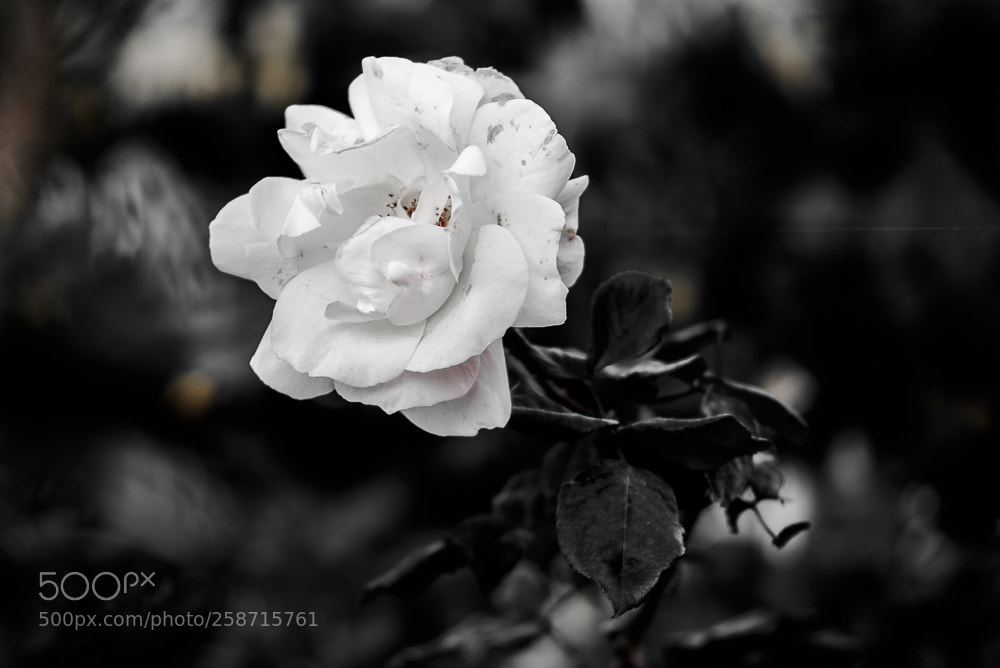 Nikon D750 sample photo. Rosa blanca photography