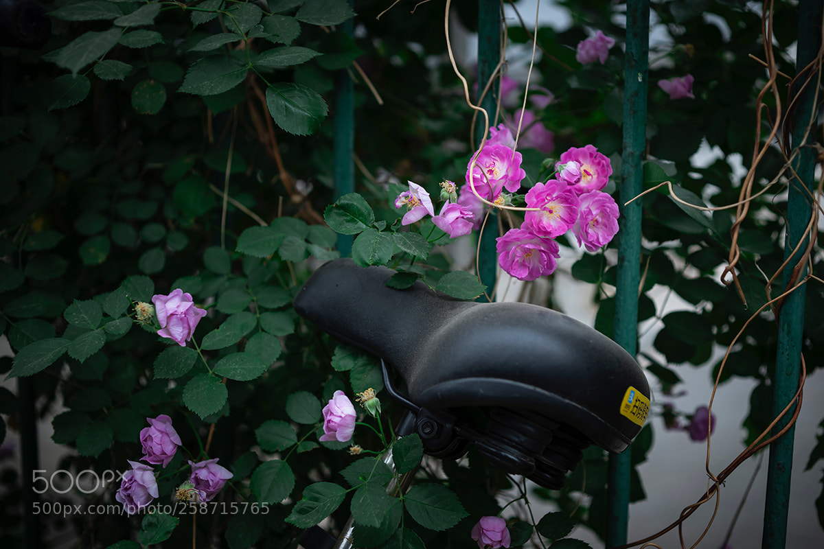 Nikon D850 sample photo. 蔷薇花 photography