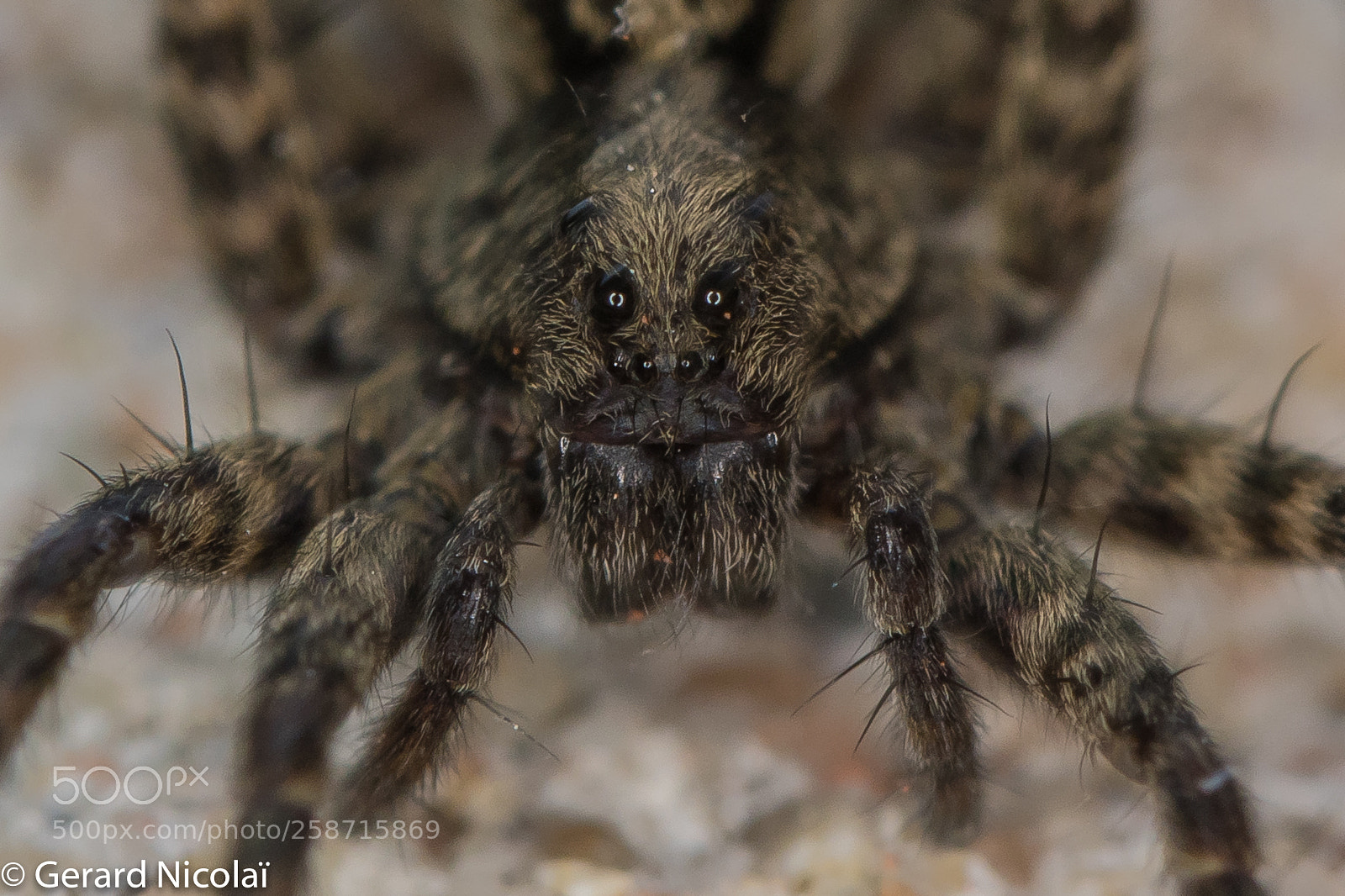 Canon EOS 7D Mark II sample photo. Backyard spider photography