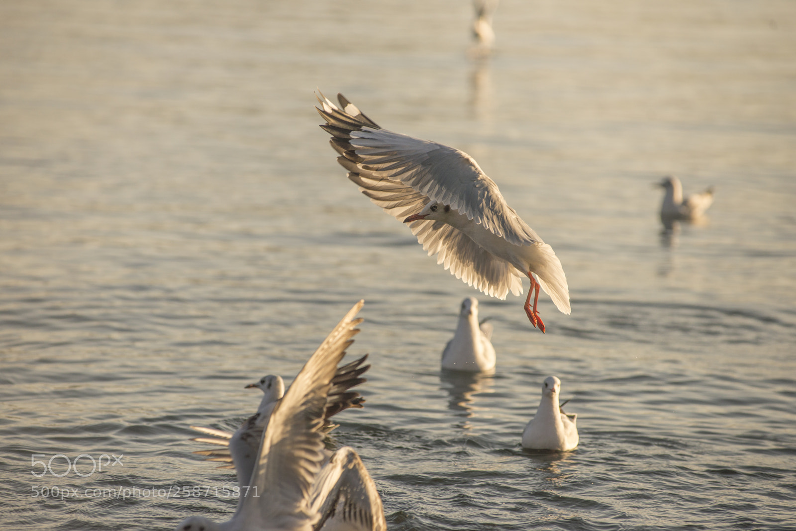 Nikon D600 sample photo. Full air brakes photography